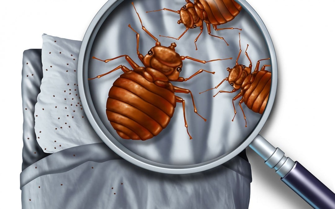 Pest Control Tip: Bed Bugs
