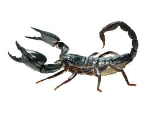 Black Scorpion Pest Control