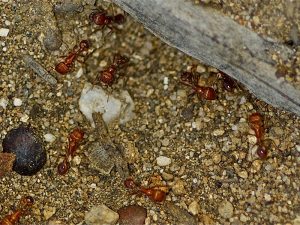 harvester-ants
