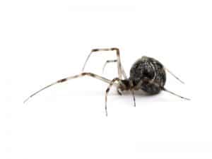 House Domestic Spider