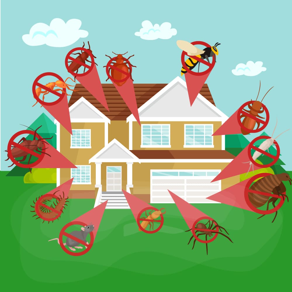 Pest Control No Startup Fees No Contract